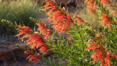 Flame Acanthus