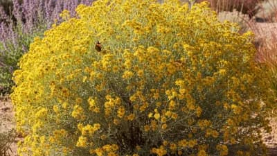 Rubber Rabbitbrush