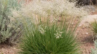 Indian Ricegrass