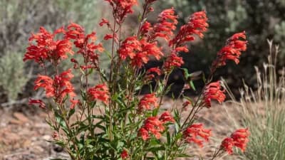 Firecracker Penstemon