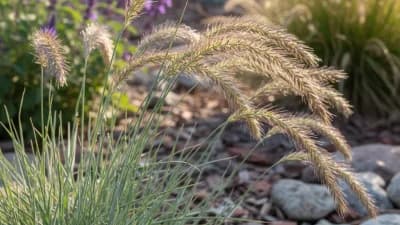 Blue Grama Grass