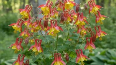 Wild Columbine