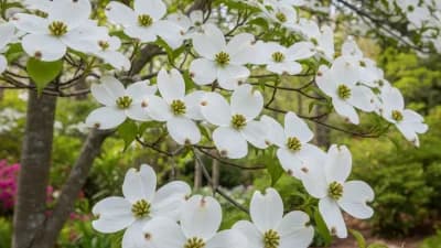 Flowering Dogwood
