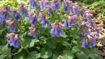 Virginia Bluebells
