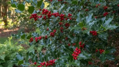 American Holly
