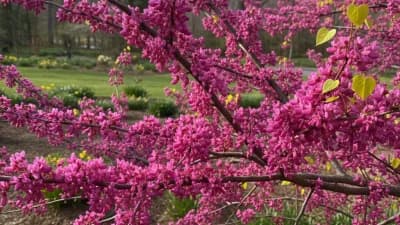 Eastern Redbud