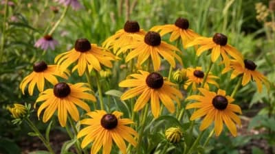 Black-Eyed Susan