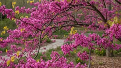 Eastern Redbud