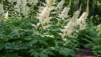Black Cohosh