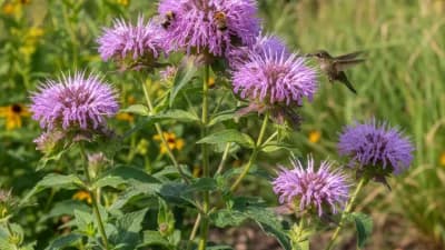Wild Bergamot