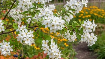 Serviceberry