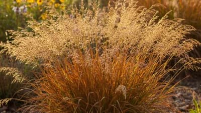 Prairie Dropseed