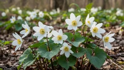 Bloodroot