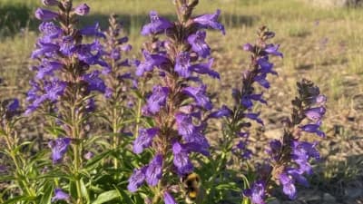 Rocky Mountain Penstemon