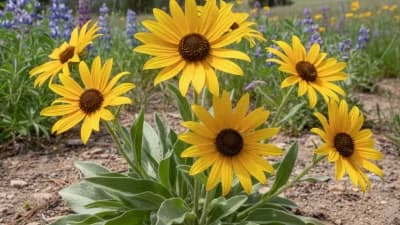 Arrowleaf Balsamroot