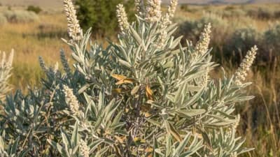 Big Sagebrush