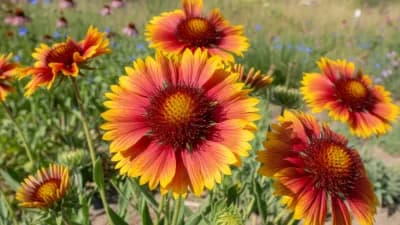 Blanket Flower