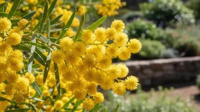 ミモザ(ギンヨウアカシア)