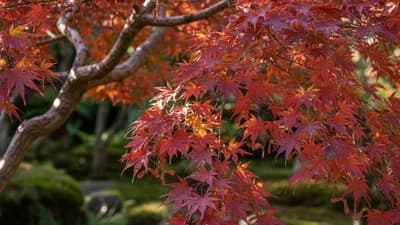 Érable du Japon