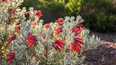 Woolly Bush