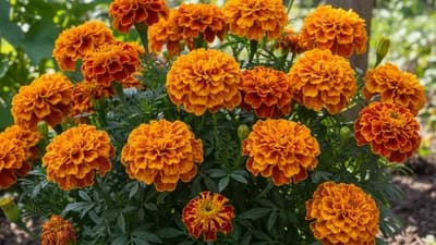 African Marigold