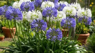 Agapanthus