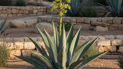 Agave americano