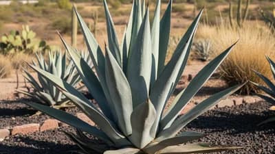 Agave-azul