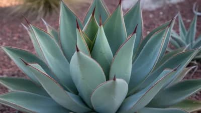 Agave Blue Glow