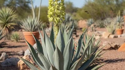 Agave Cenizo