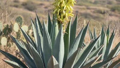 Agave azul