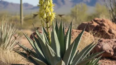 Agave