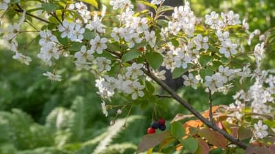 Allegheny Serviceberry