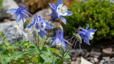 Alpine Columbine