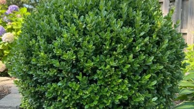 American Boxwood