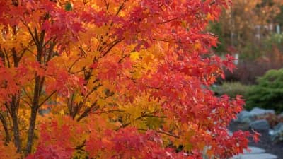 Amur Maple