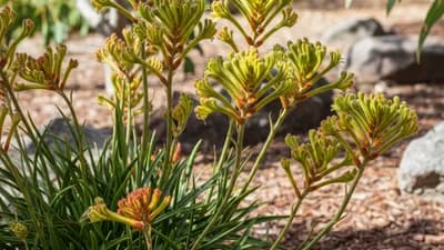 Kangaroo Paw