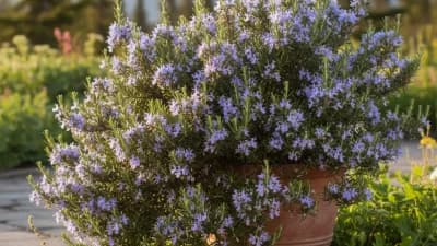 Annual Rosemary
