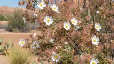 Apache Plume