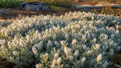 Arctic Willow