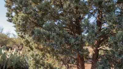 Arizona Cypress