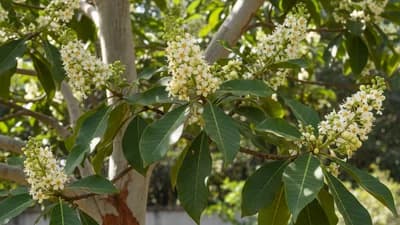 Arjuna Tree