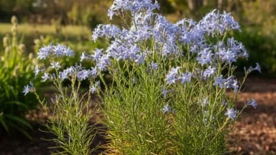 Arkansas Bluestar