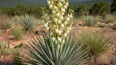 Arkansas Yucca