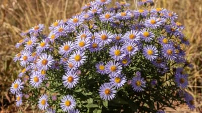 Aromatic Aster