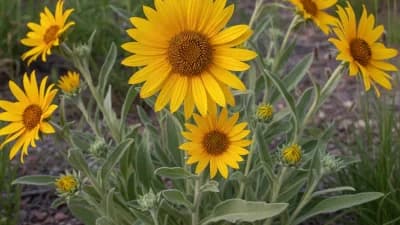 Arrowleaf Balsamroot