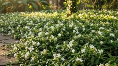Asian Jasmine