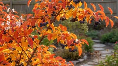 Autumn Brilliance Serviceberry