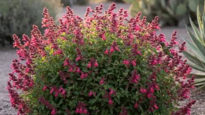 Autumn Sage