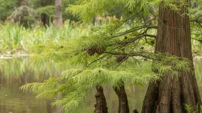 Bald Cypress